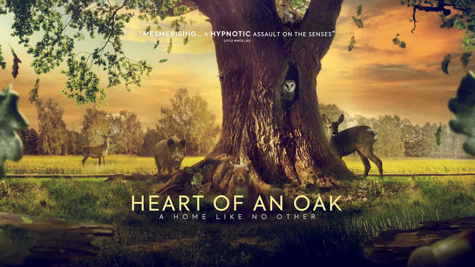 Heart of an Oak